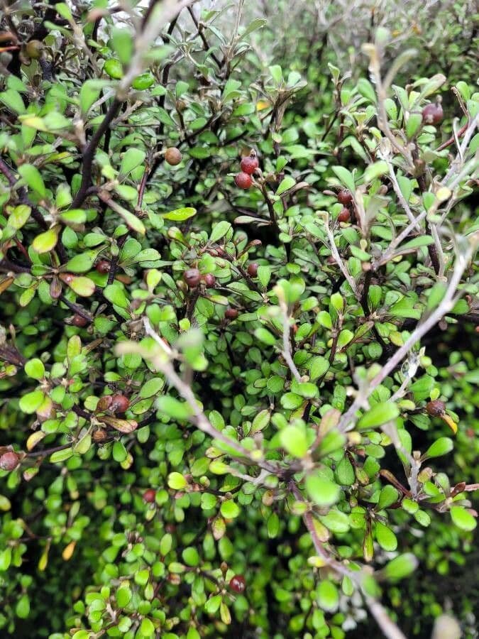 Corokia 2