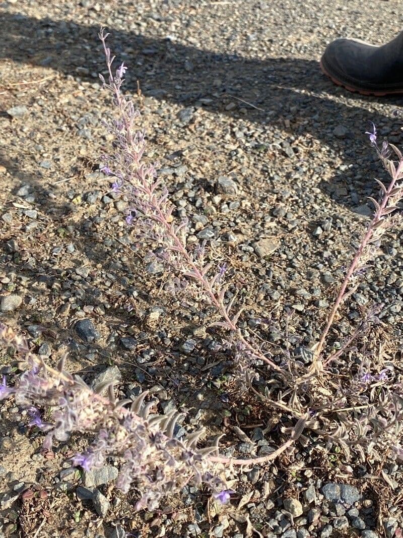 Trichostema lanceolatum 4