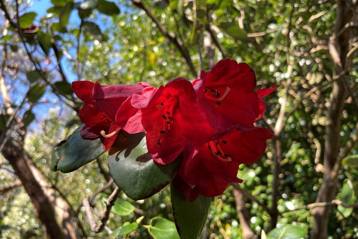 Rododendro 7