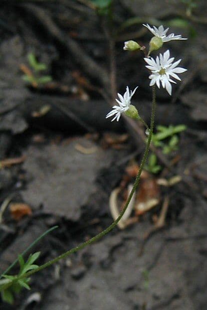 Lithophragma tenellum 2