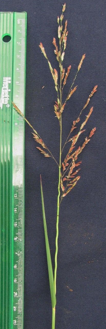 Leersia hexandra 13