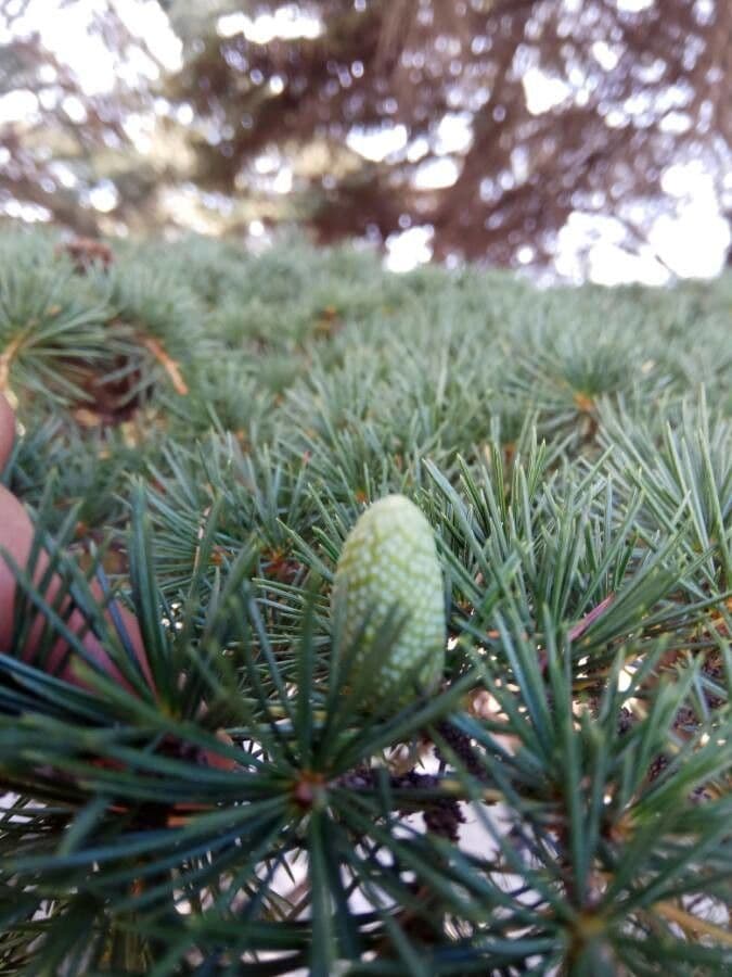 Cedro dell'Himalaya 4
