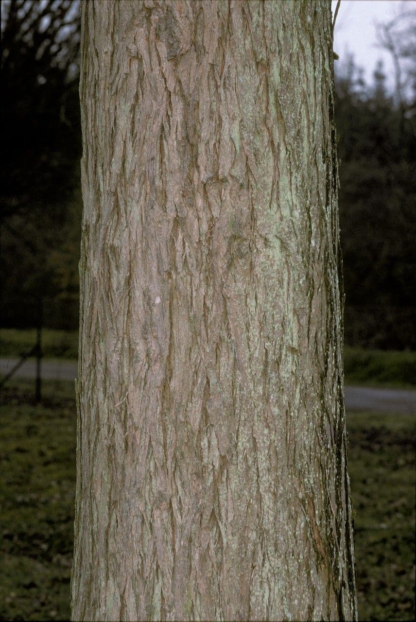 Noyer de pécans 9