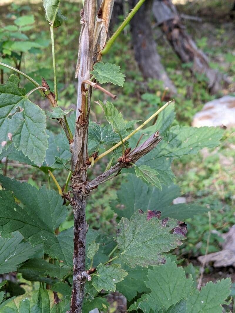 Ribes petraeum 21