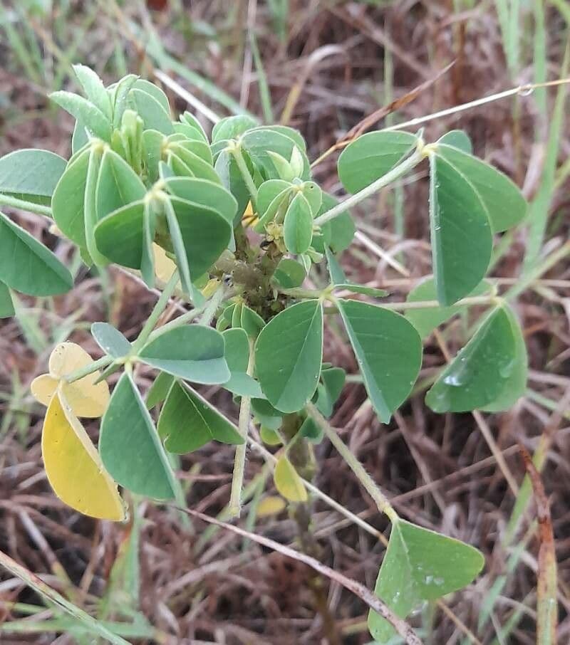 Crotalaria incana 20