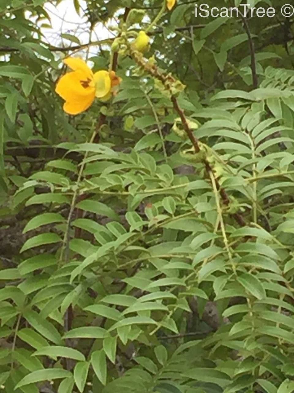 Senna petera 13