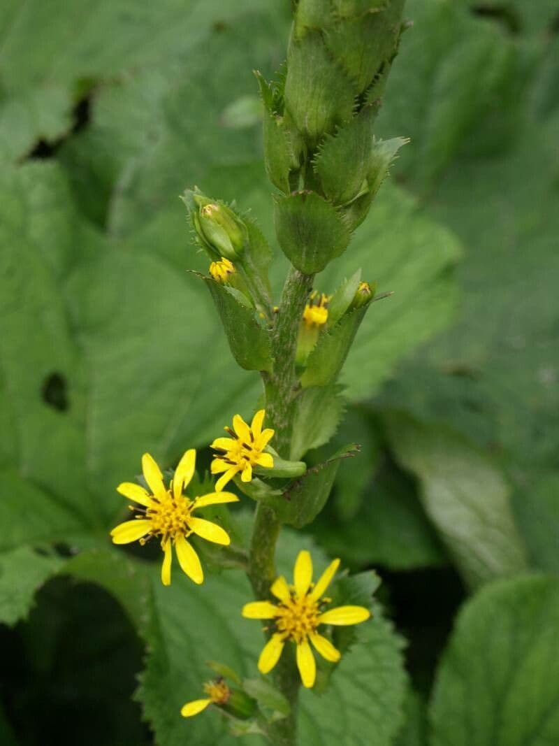 Ligularia 2