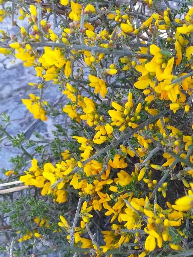 Ginestra spinosa 9
