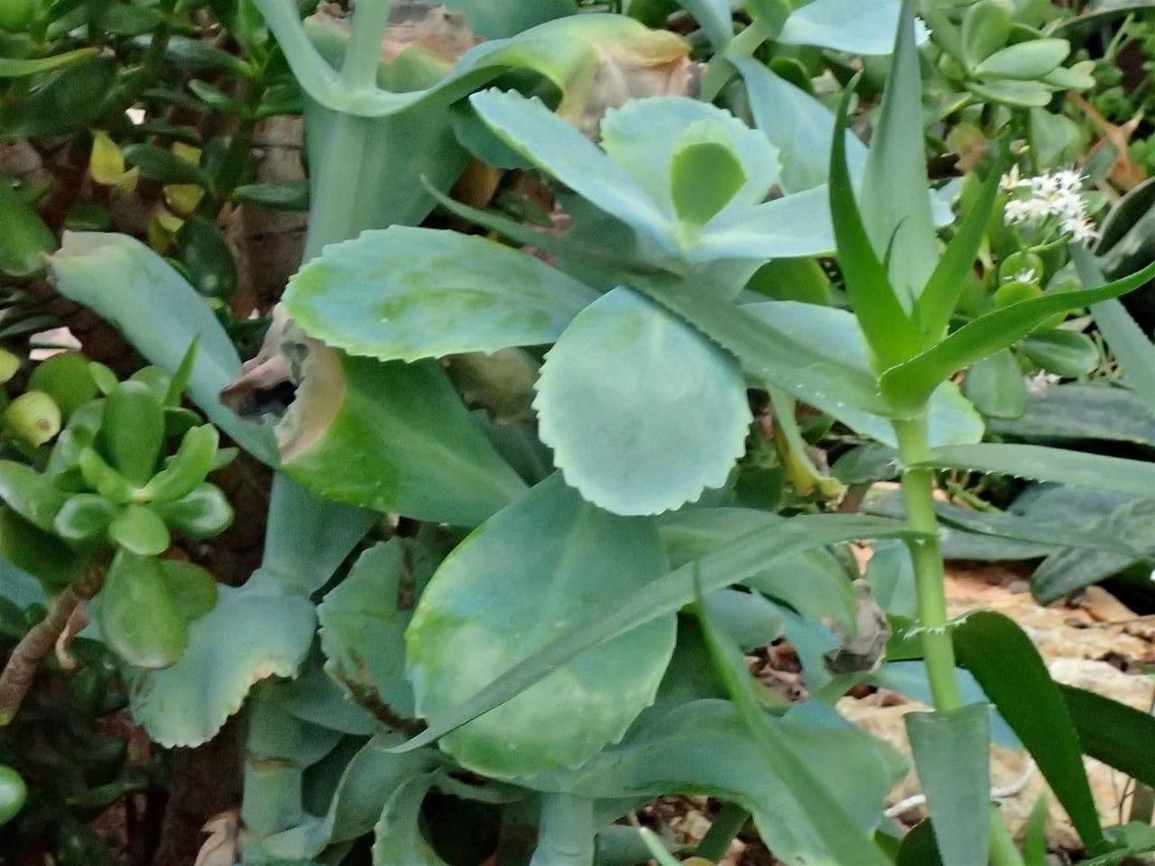 Kalanchoe 10