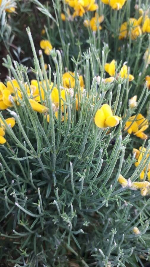 Ginestra radiata 19