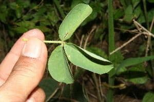Crotalaria incana 7