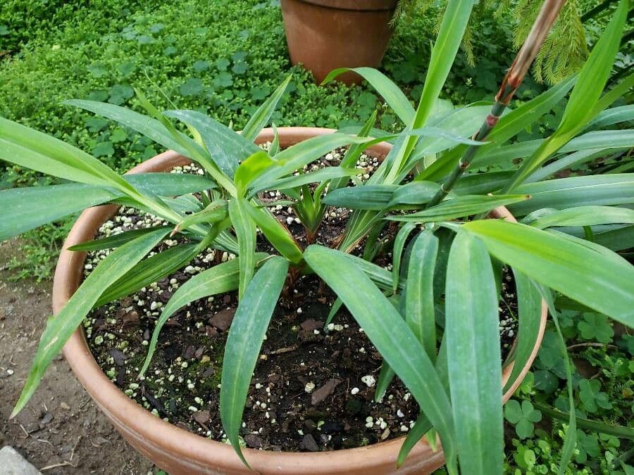 Dianella tasmanská 10