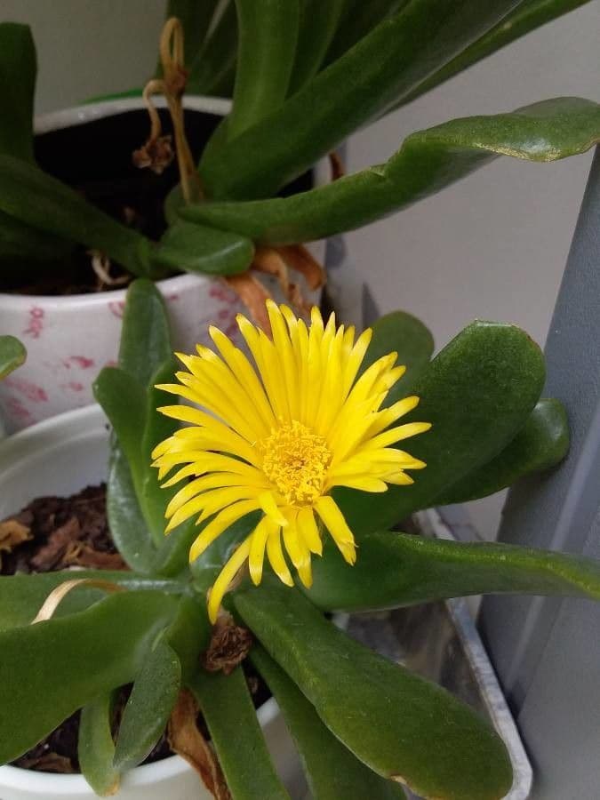 Glottiphyllum 2