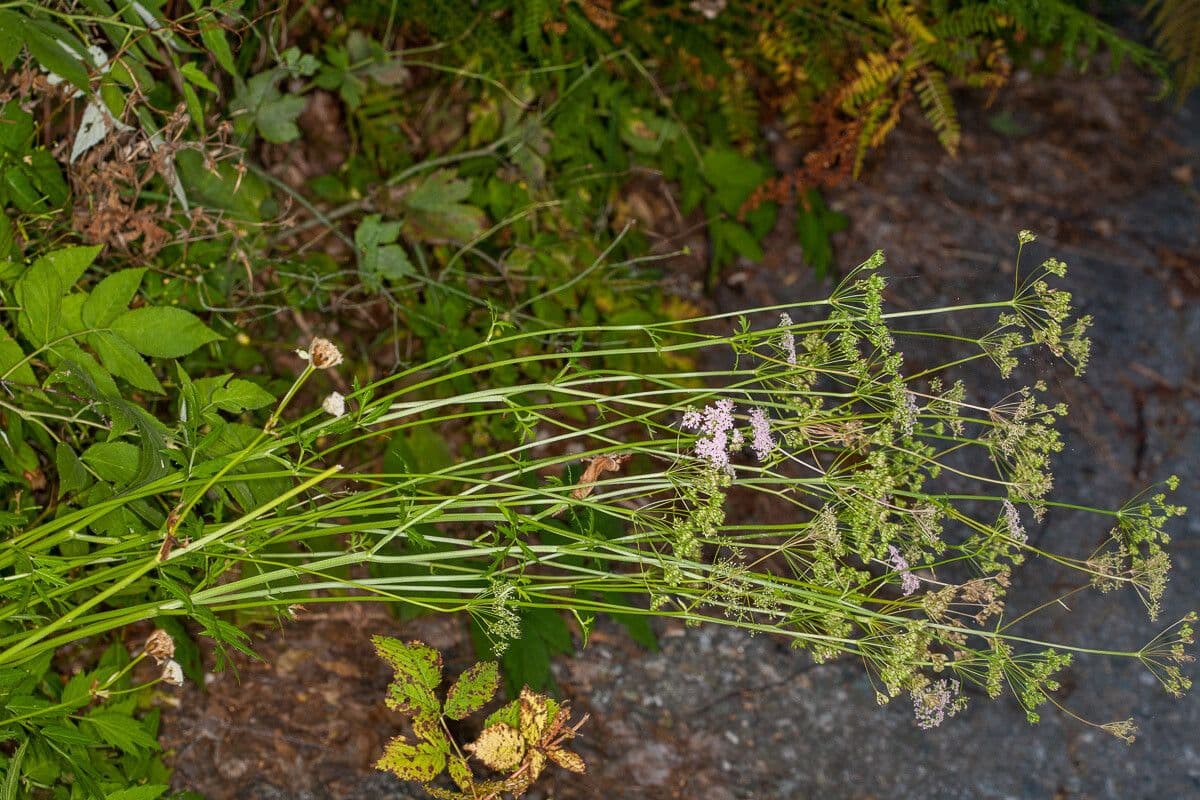 Große Bibernelle 24