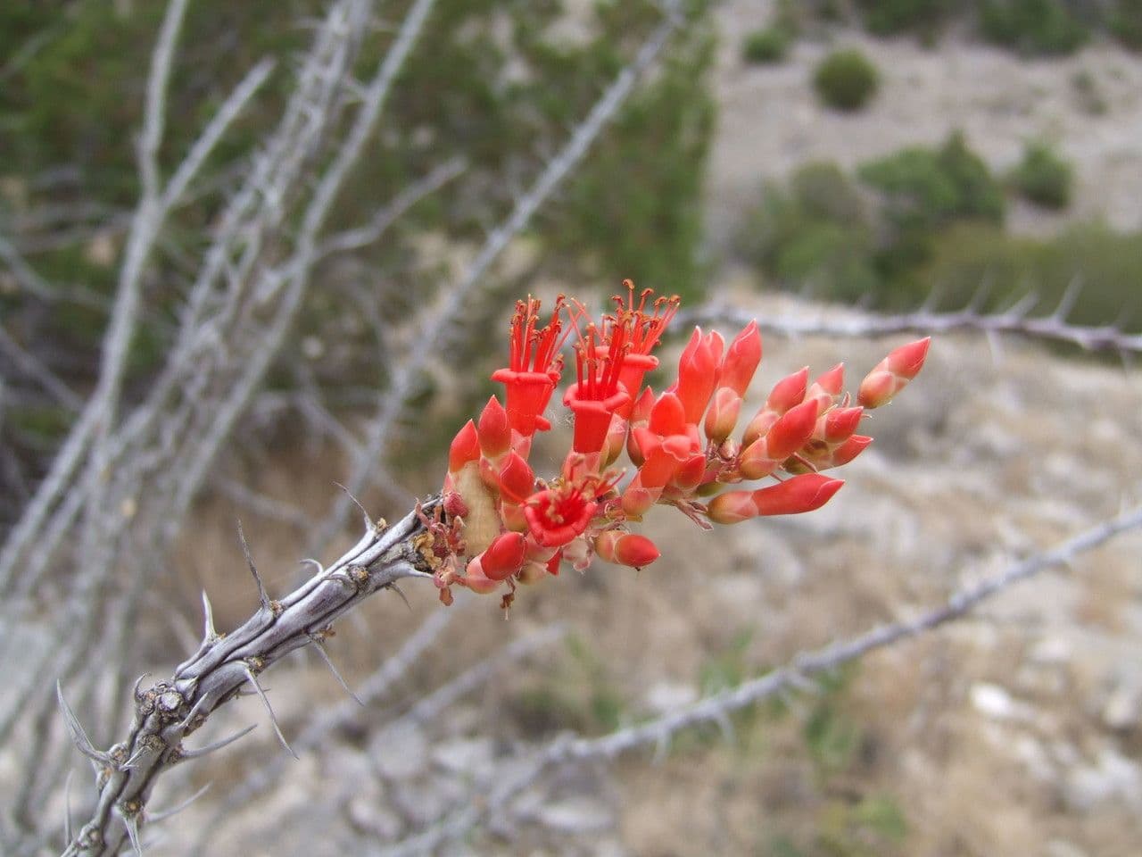 Ocotillo 8