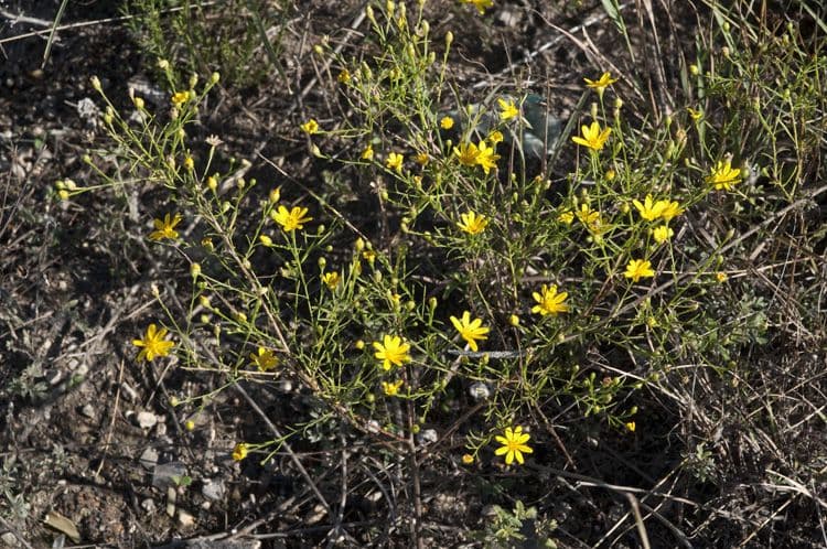 Amphiachyris 3