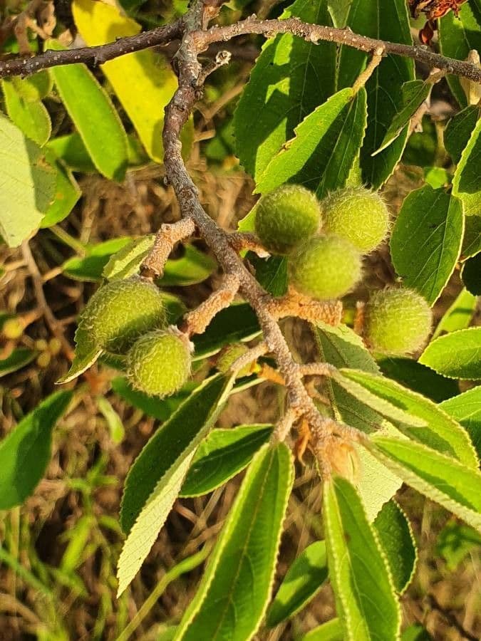 Grewia