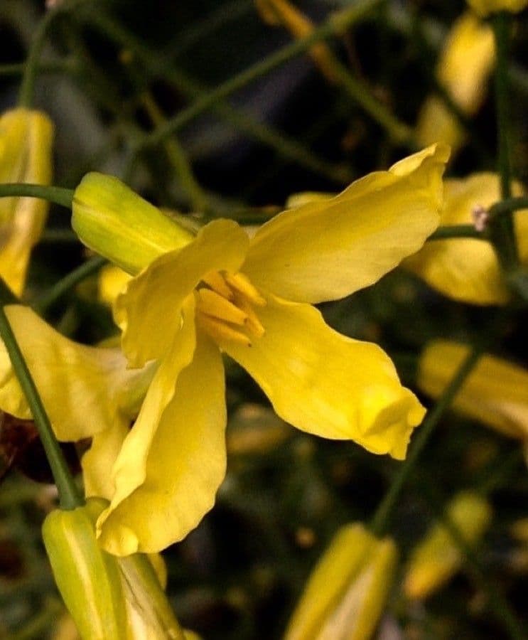 Cavolo 8