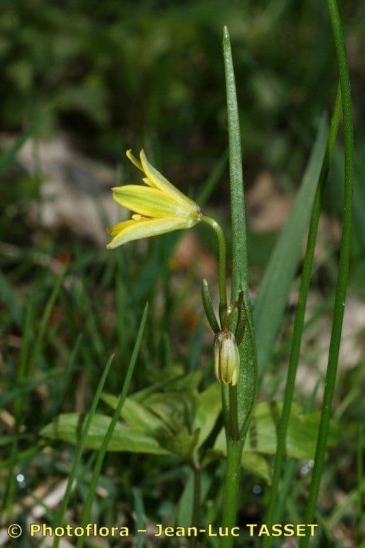 Gagea spathacea 18