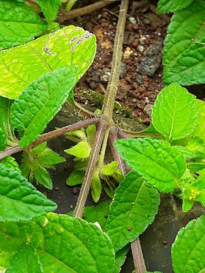 Eleutheranthera ruderalis 12