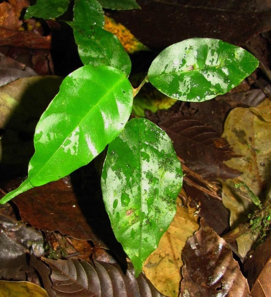 Croton 18
