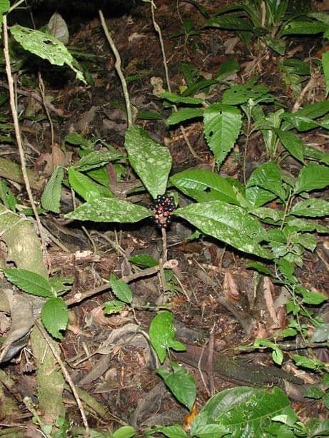 Ardisie 10