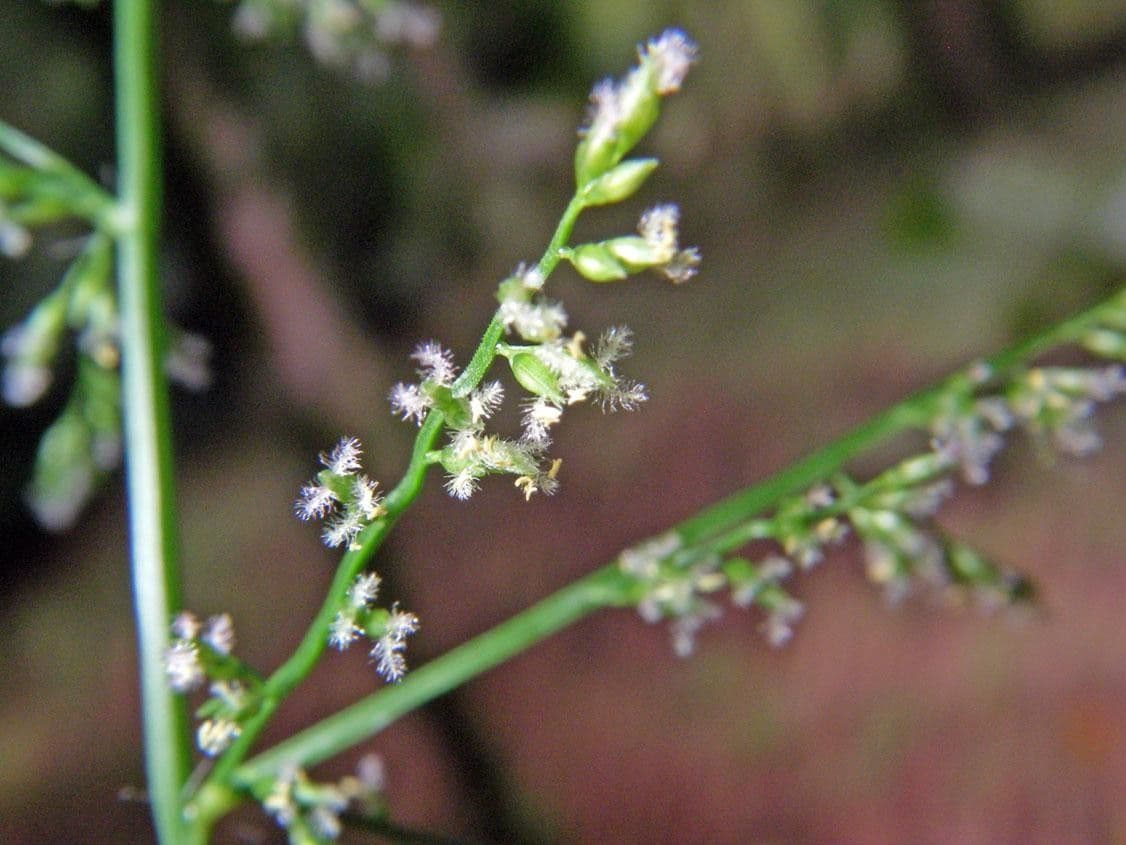Panicum 10