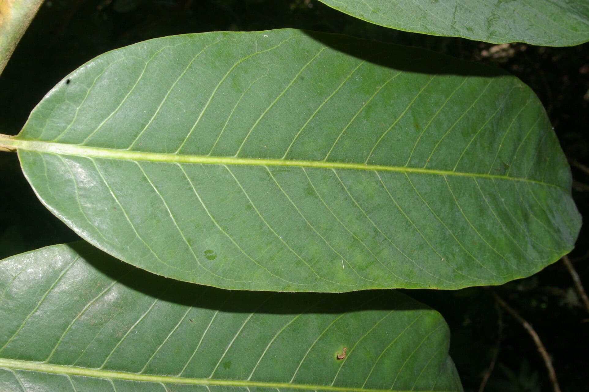 Virola 5