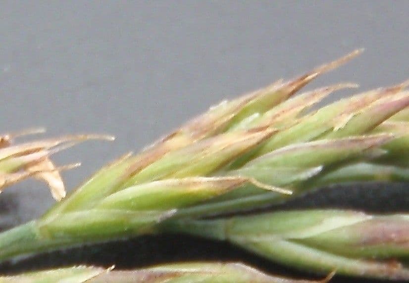 Festuca di Huon 6
