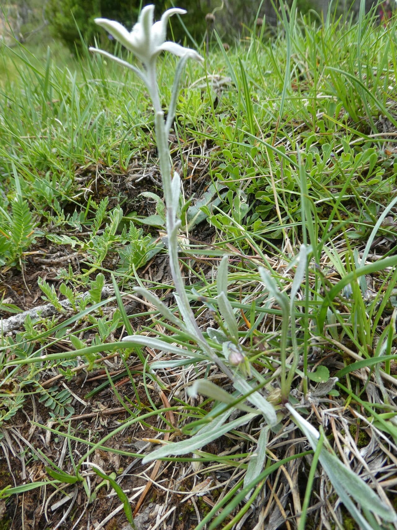 Plesnivec alpský 13