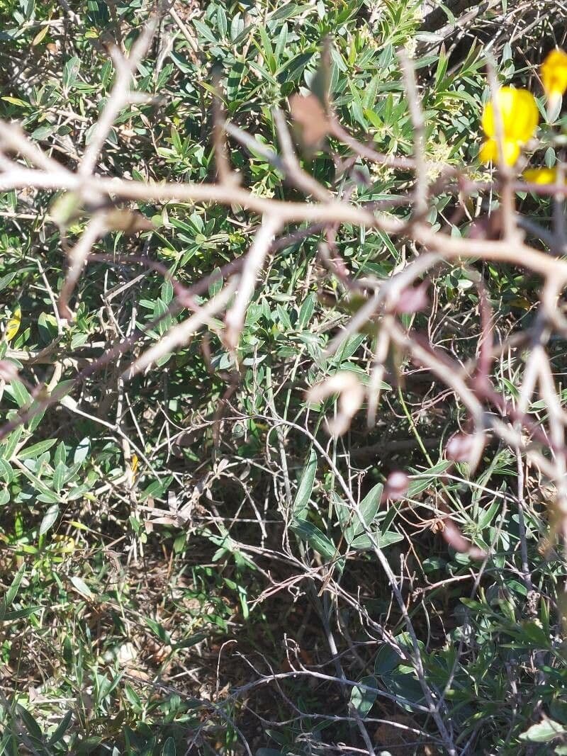 Ginestra spinosa 23