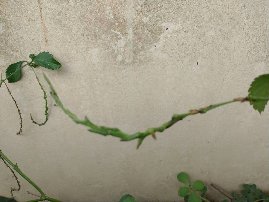 Stachytarpheta jamajská