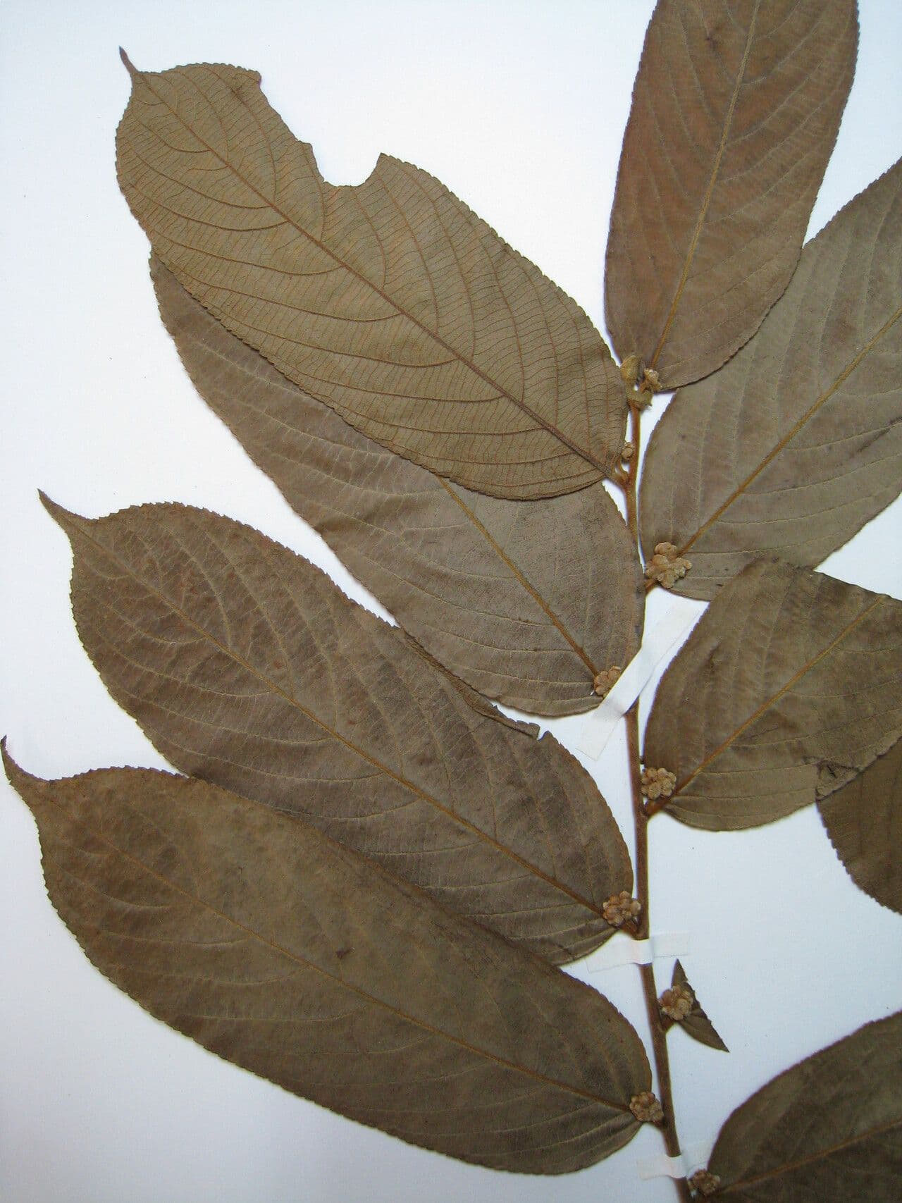 Casearia 4