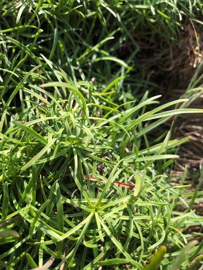 Armeria pubigera 3
