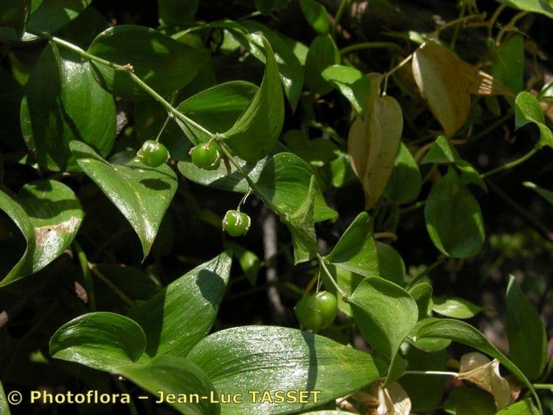 Chřest chřestovitý 2