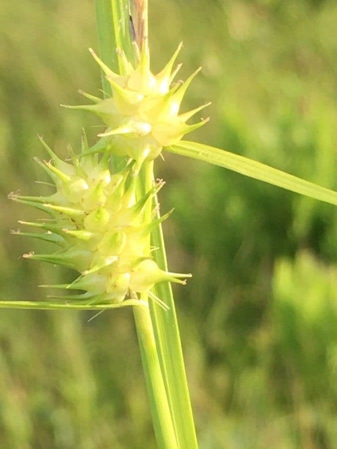 Cárice criptolepis 2