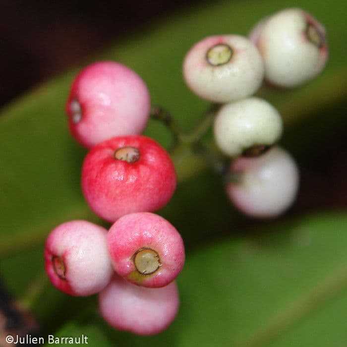 Syzygium 2