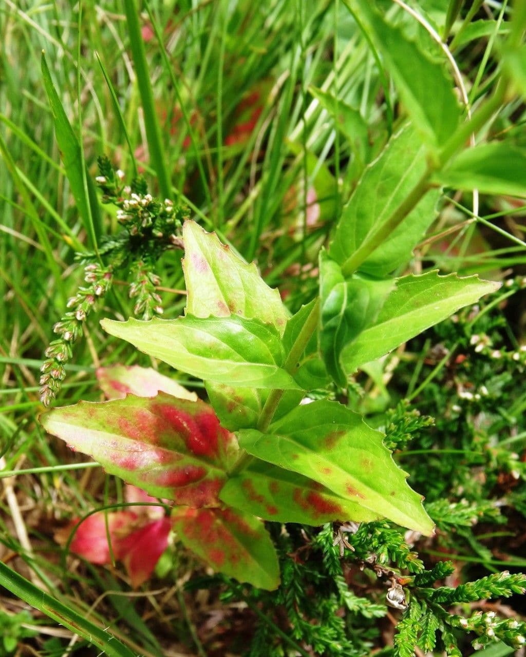 Epilobium 13