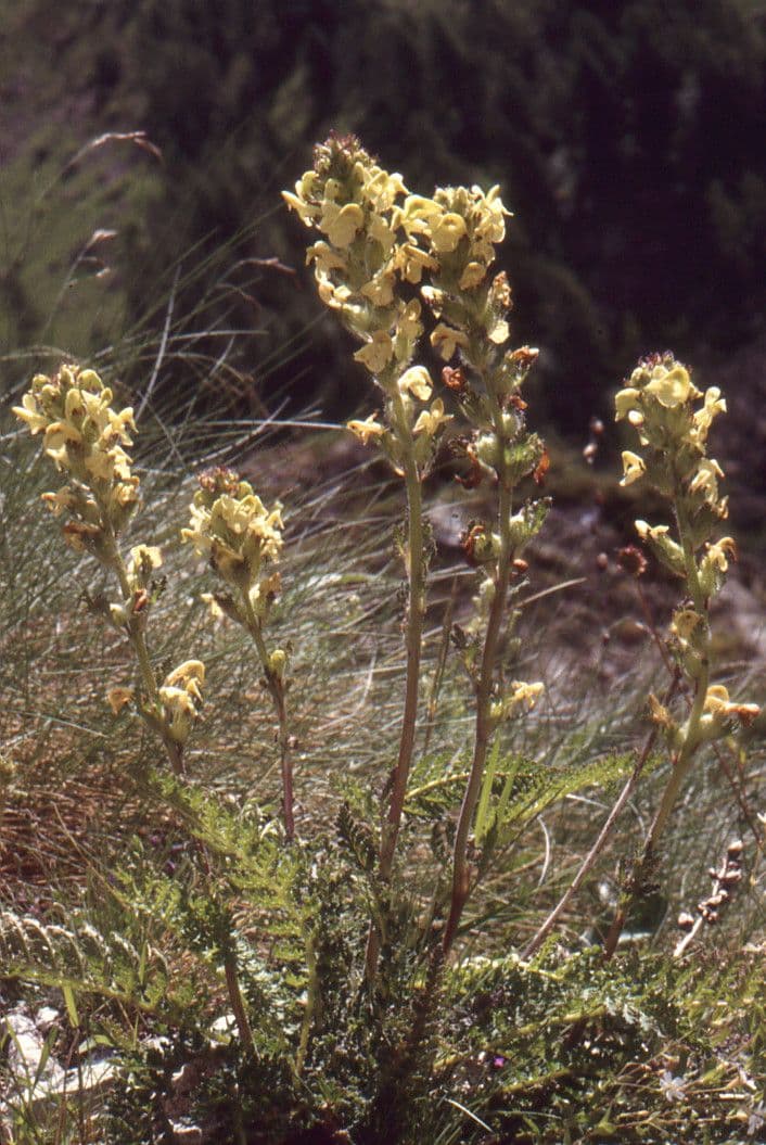 Pedicularis tuberosa 15