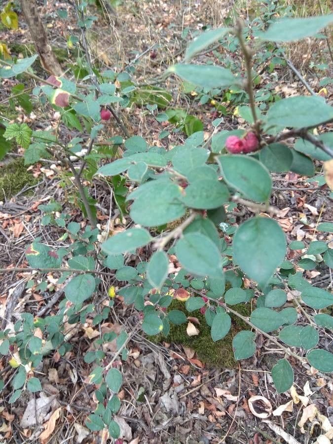 Cotoneaster zabelii 8