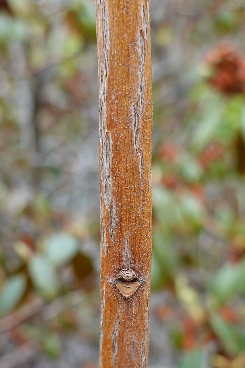 Rododendron rezavý 17