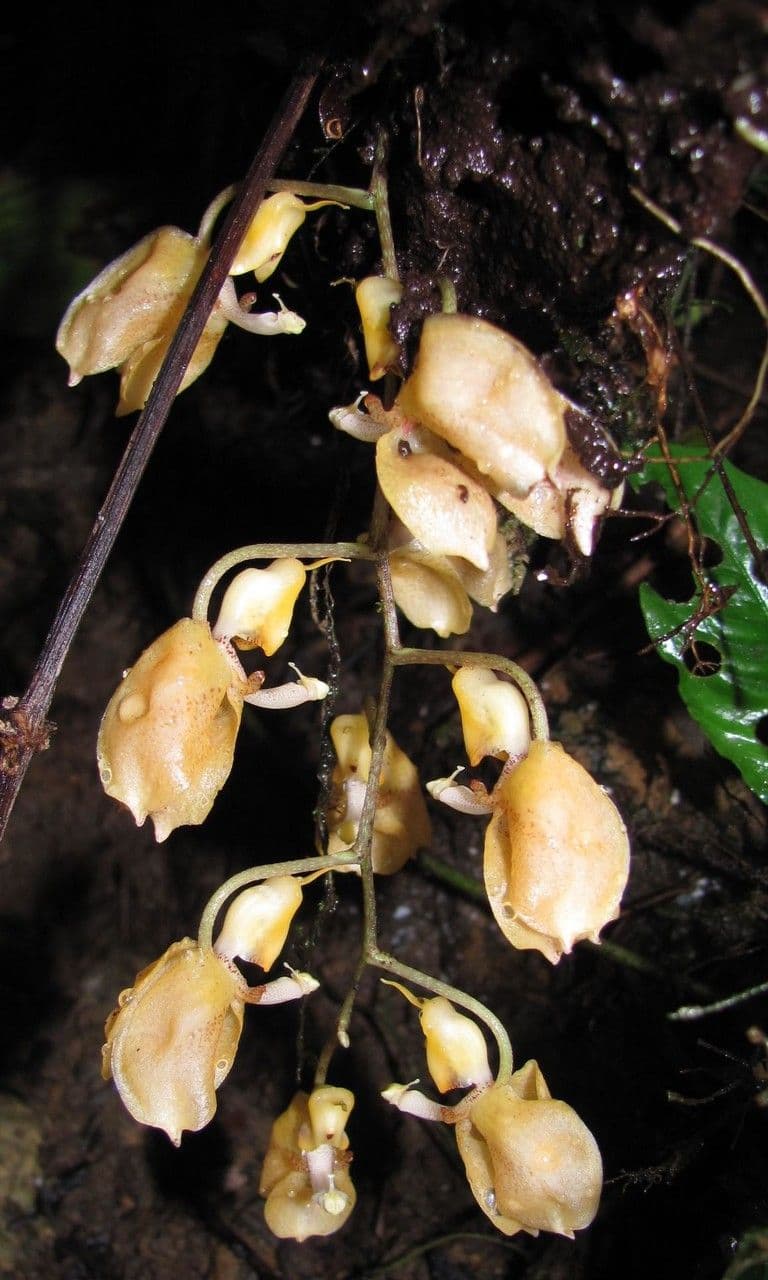 Gongora 2