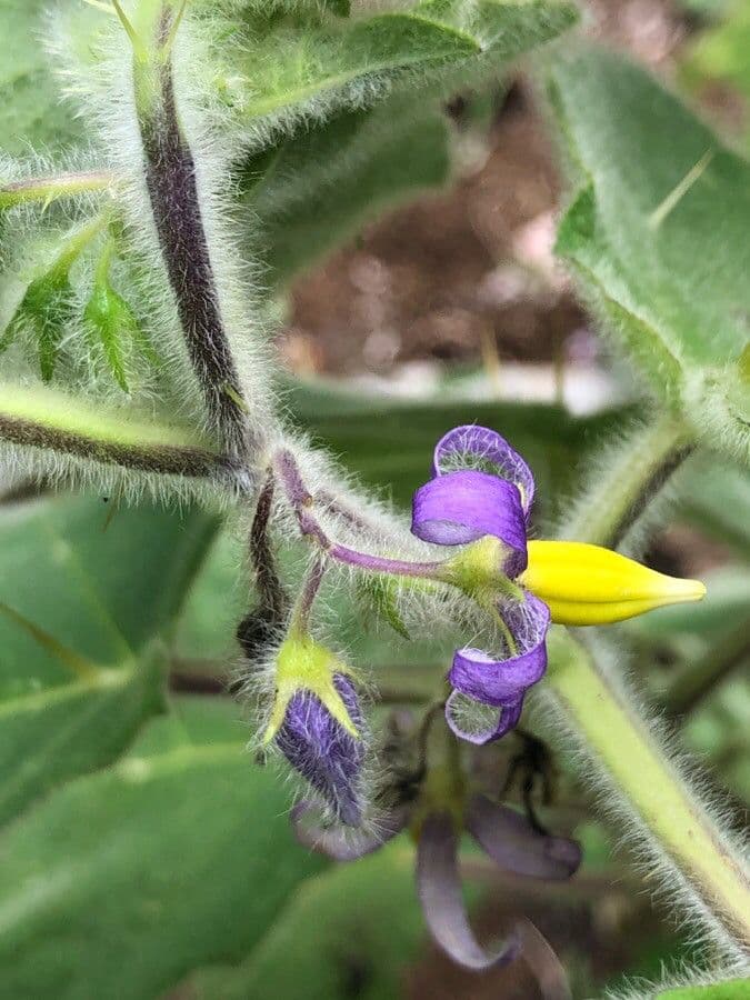 Solanum mammosum 6