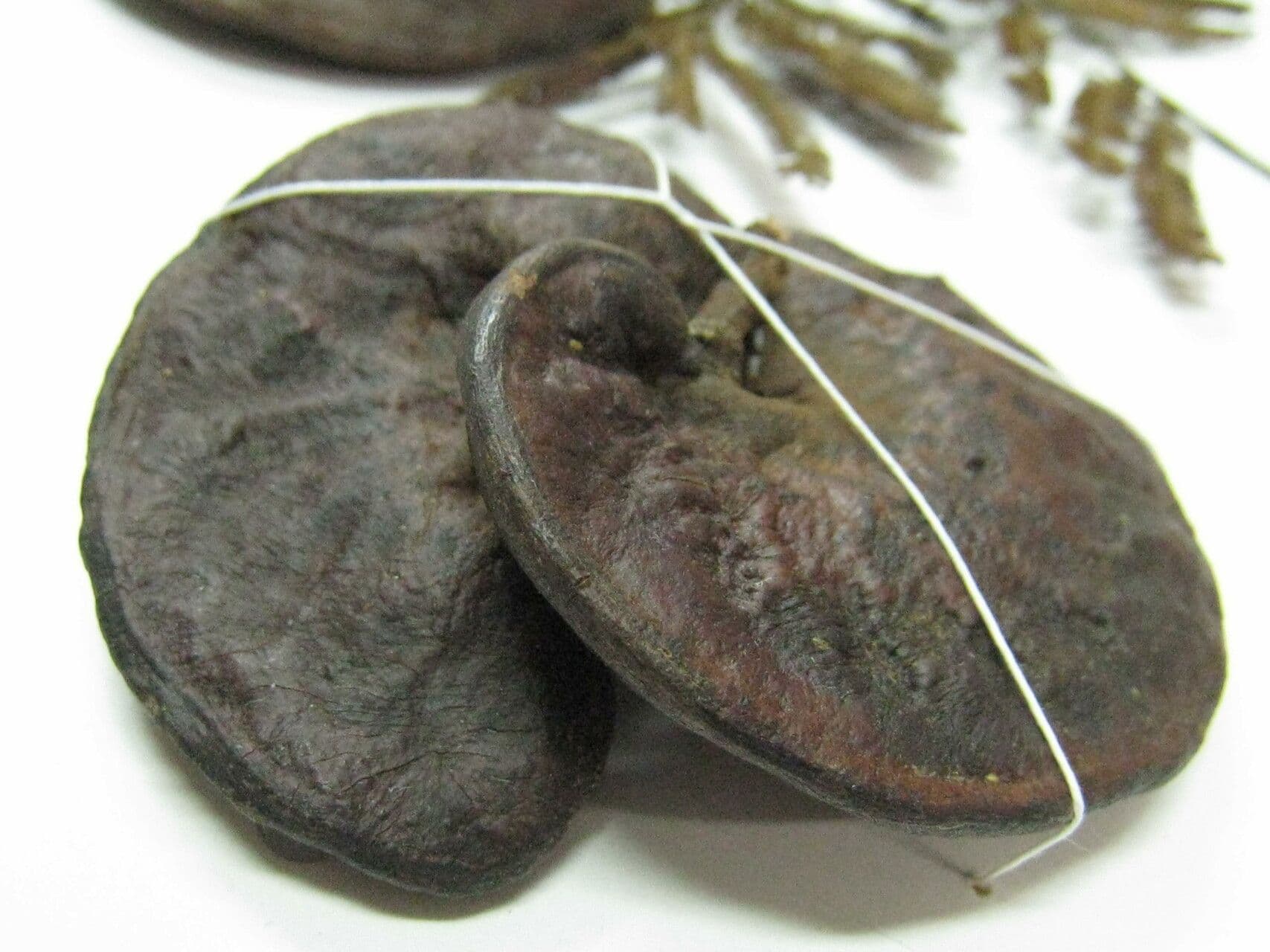 Enterolobium 10