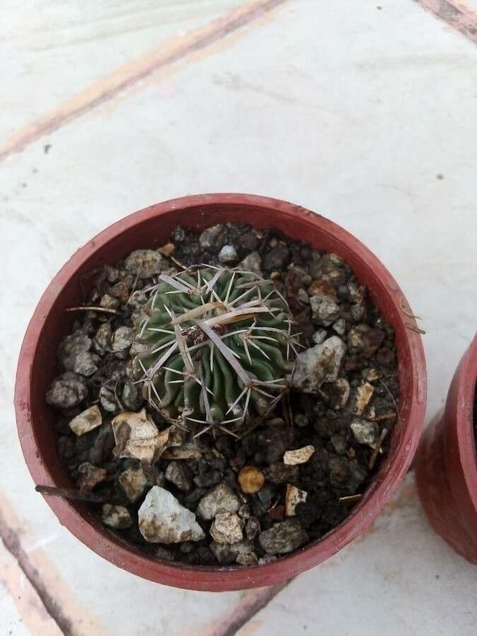 Cactus stella
