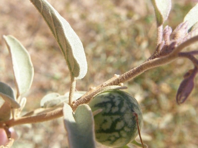 Solanum hindsianum 4
