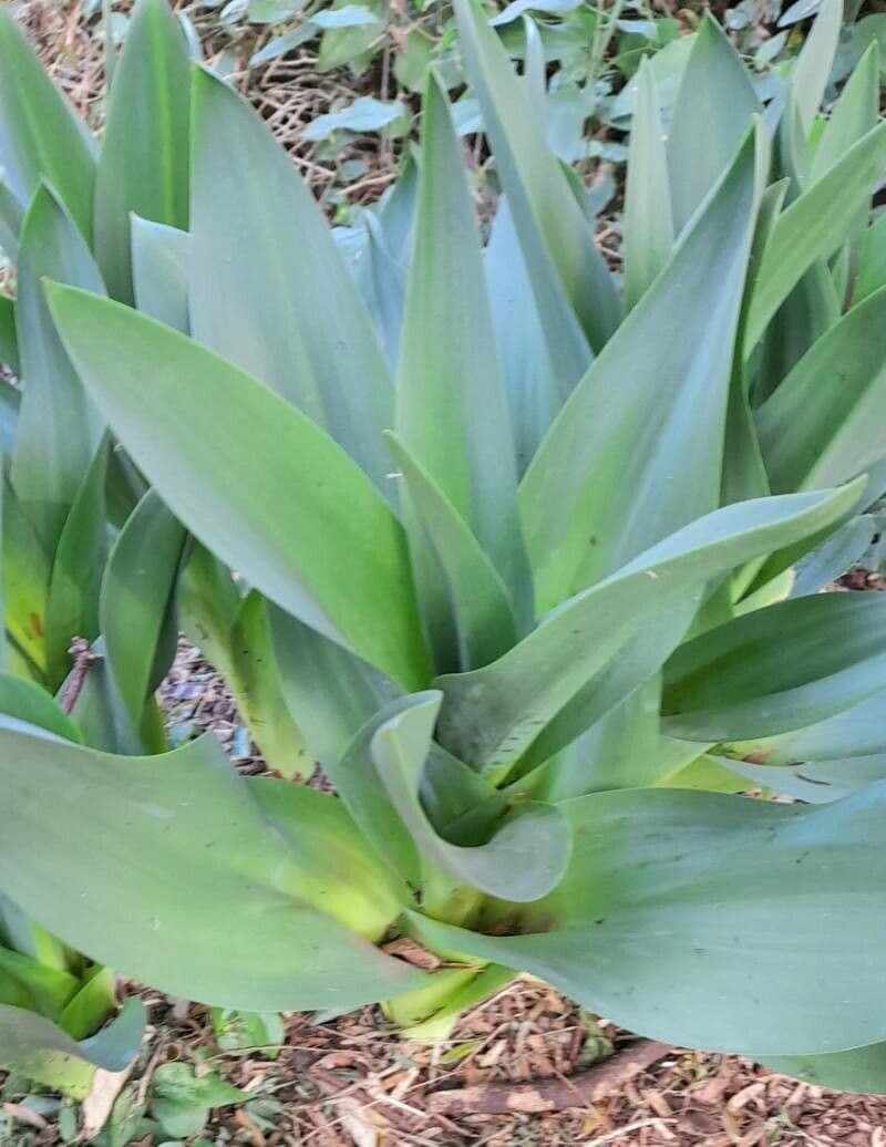Scilla marittima 12
