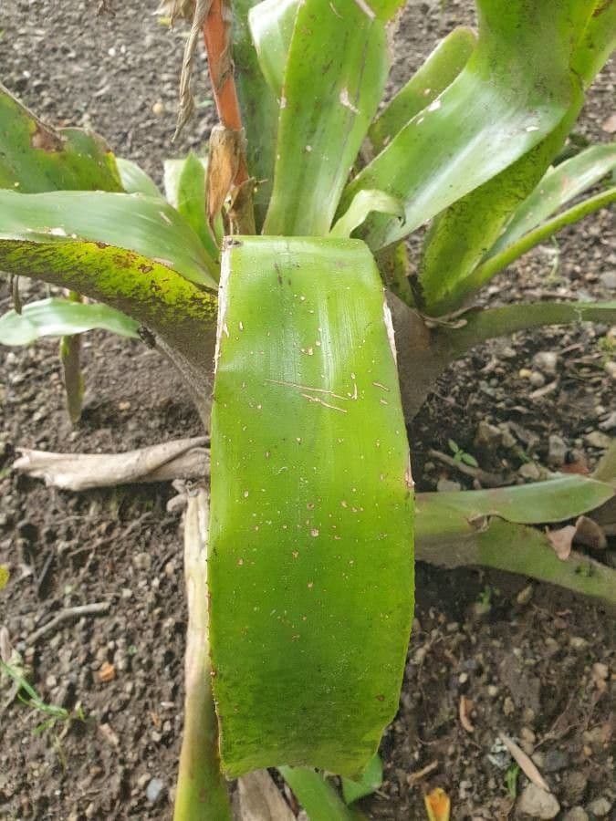 Aechmea 10
