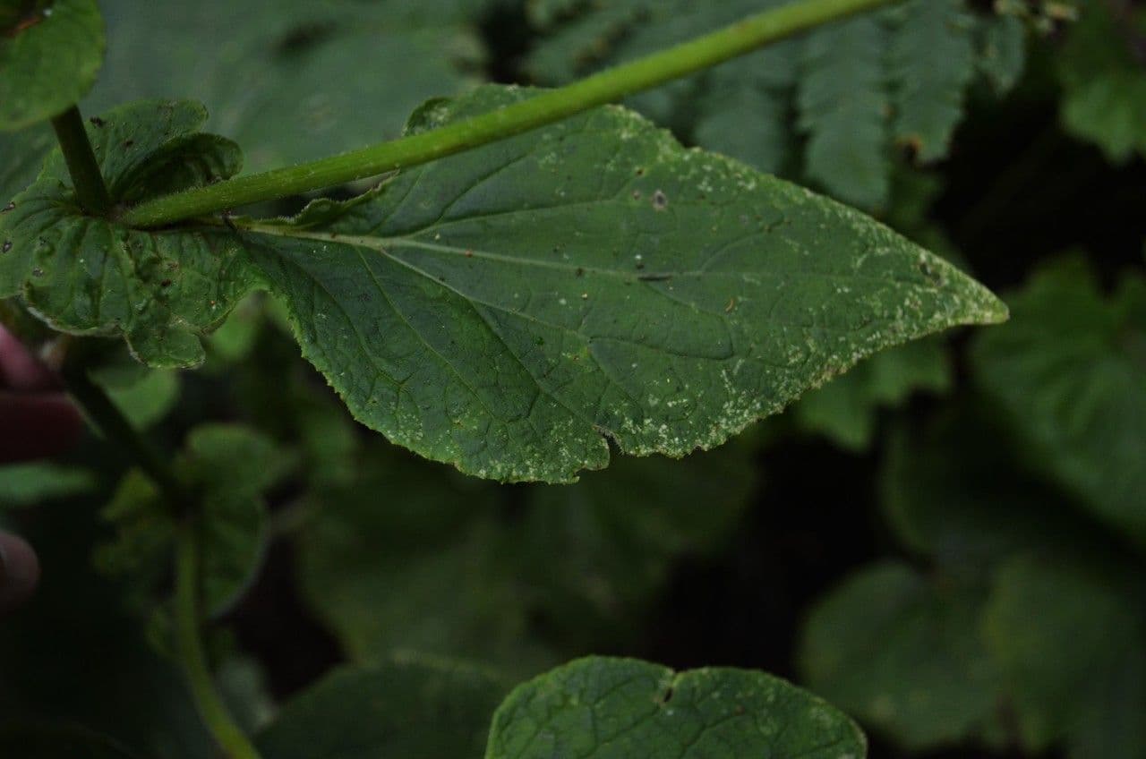Pericallis 15