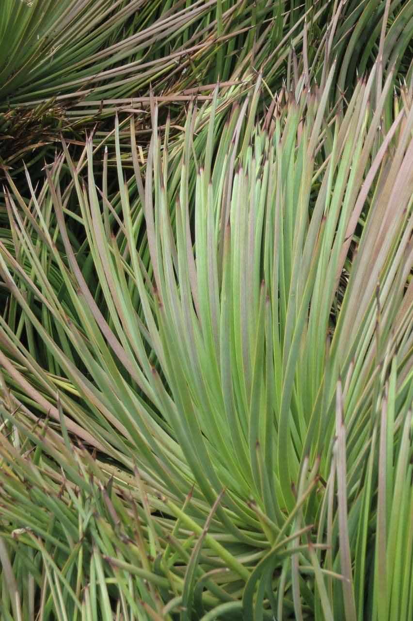 Agave 4